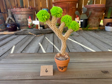 Load image into Gallery viewer, #1 Stitchin' Summer Crocheted Succulents and More - 50 Variants to Choose From!